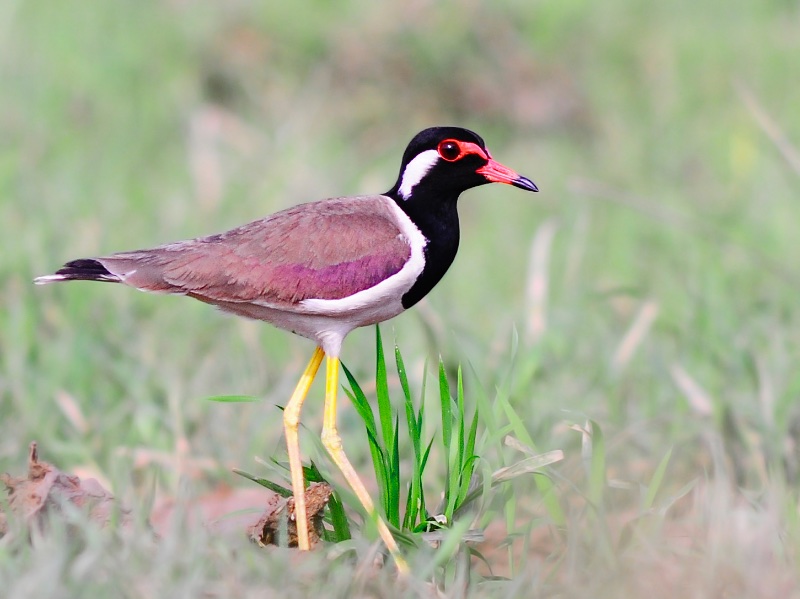Birds of South East Asia