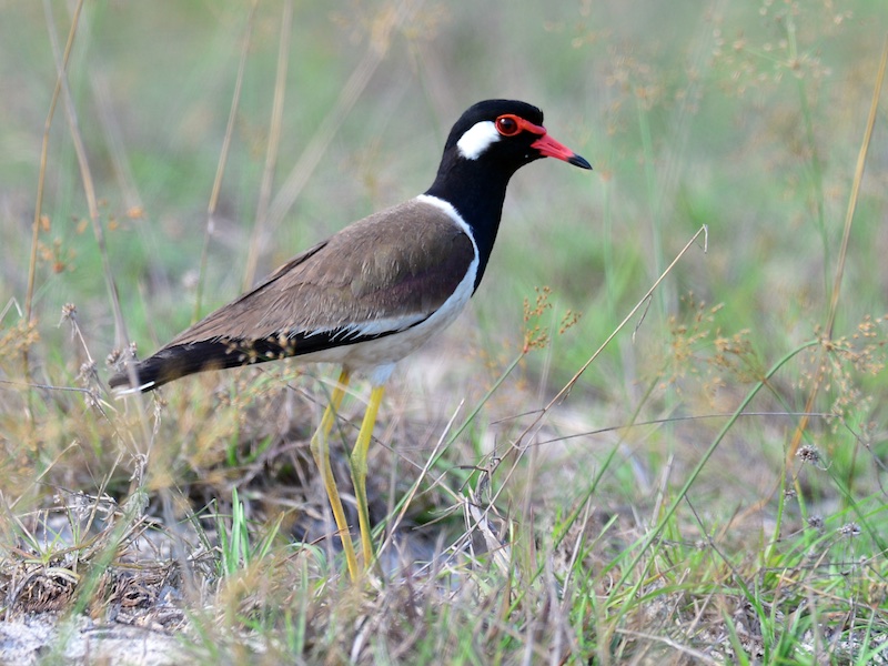 Birds of South East Asia