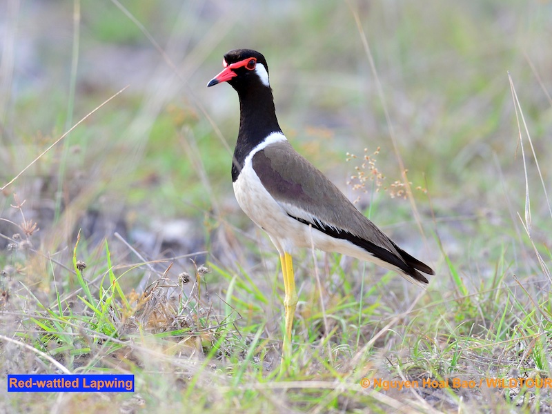 Birds of South East Asia