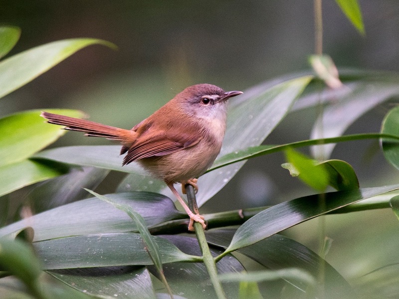 Birds of South East Asia