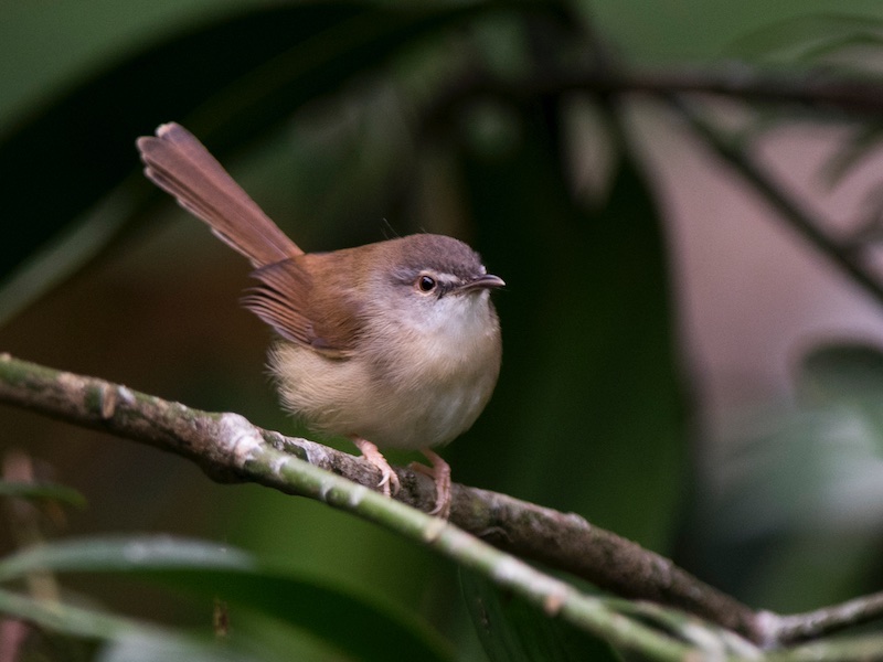 Birds of South East Asia