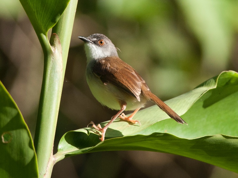 Birds of South East Asia