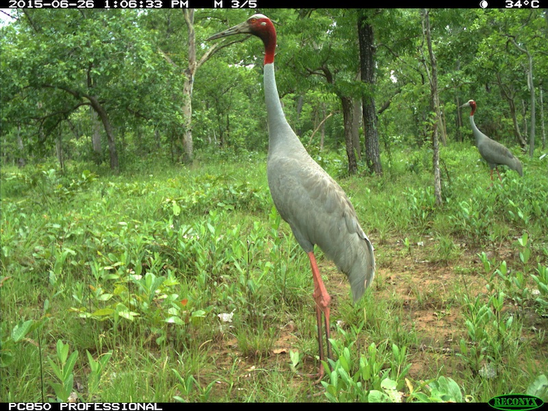 Birds of South East Asia