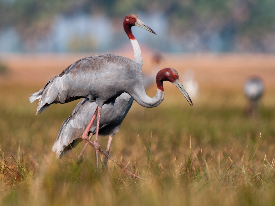 Birds of South East Asia