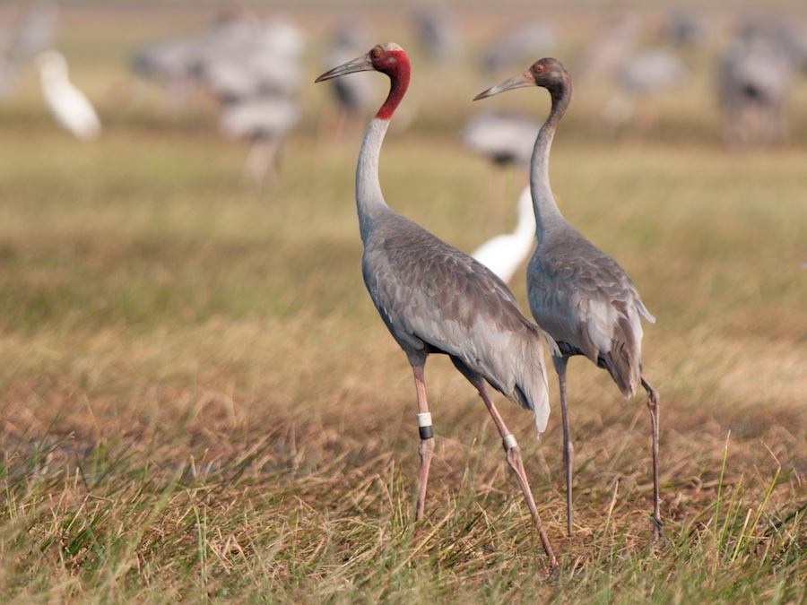 Birds of South East Asia