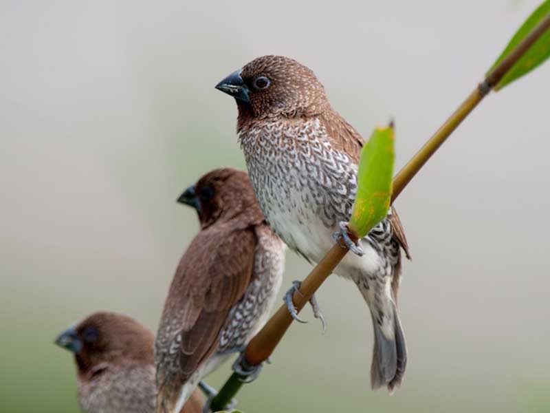 Birds of South East Asia