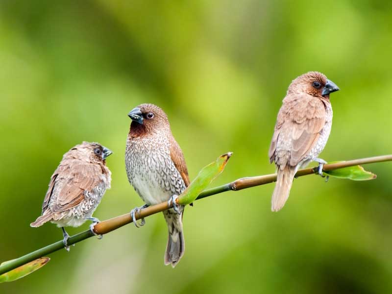 Birds of South East Asia