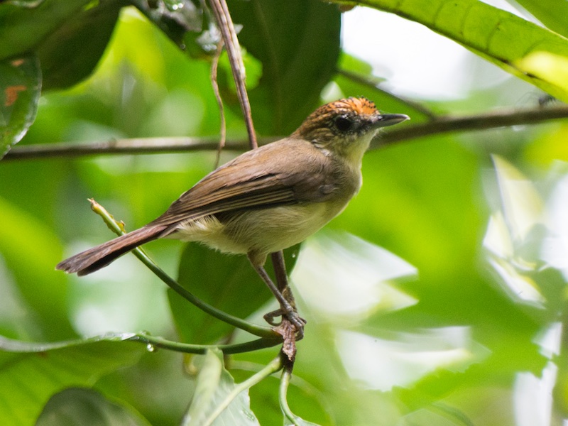 Birds of South East Asia