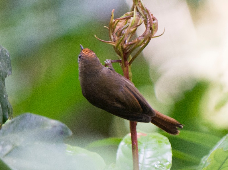 Birds of South East Asia
