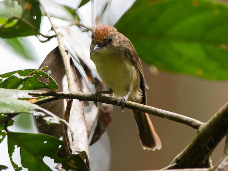 Birds of South East Asia