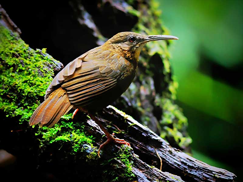 Birds of South East Asia