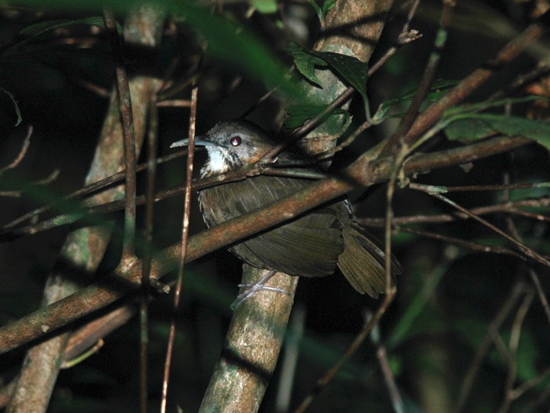 Birds of South East Asia