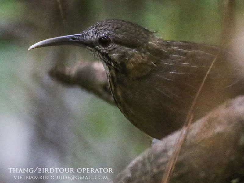 Birds of South East Asia