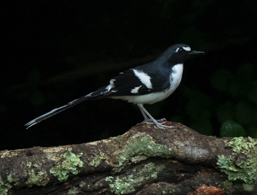 Birds of South East Asia
