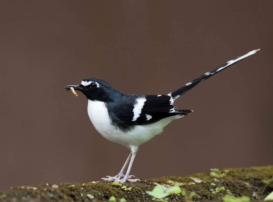 Birds of South East Asia