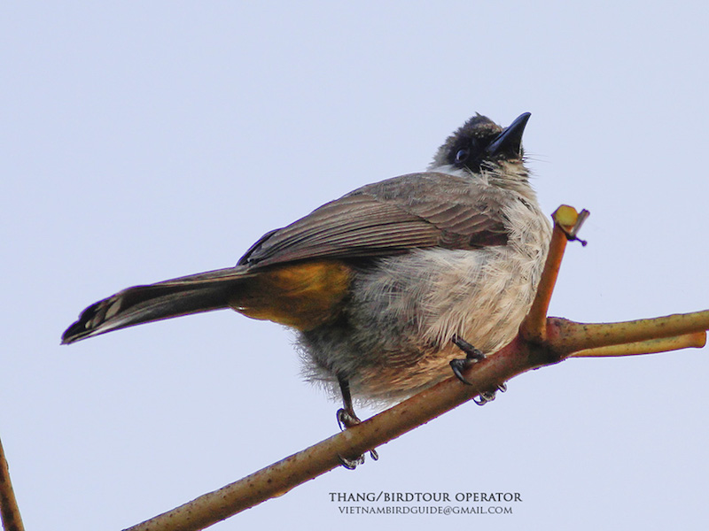 Birds of South East Asia