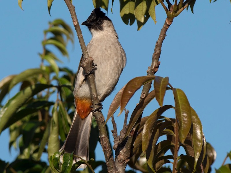 Birds of South East Asia