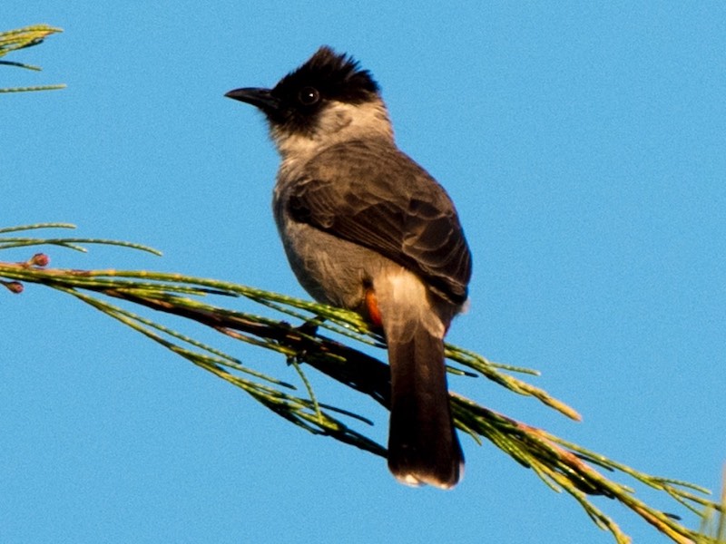 Birds of South East Asia