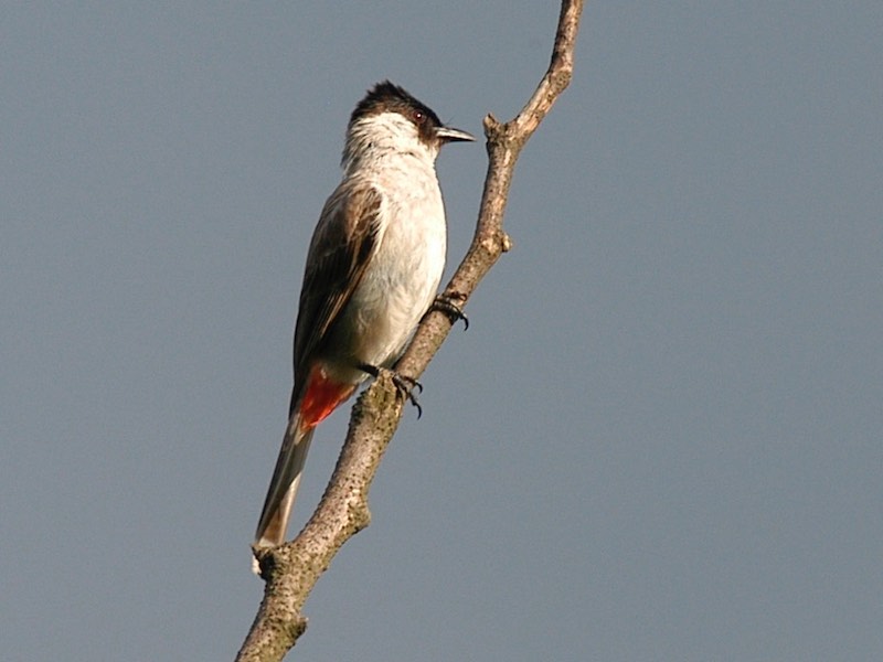 Birds of South East Asia