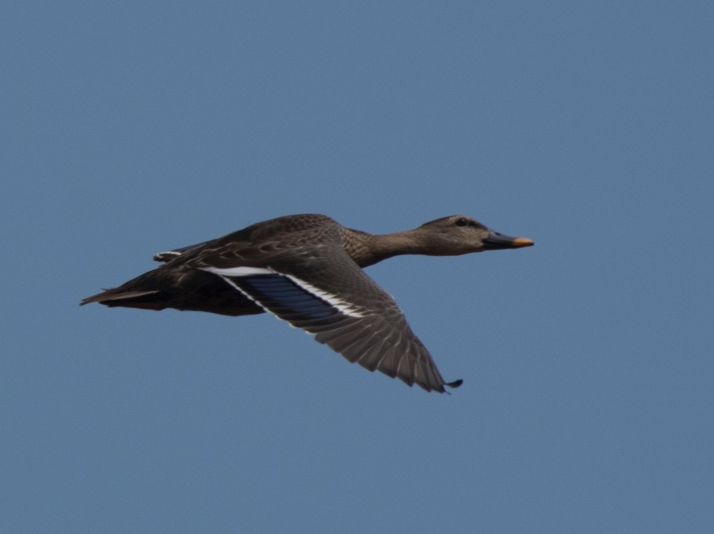 Birds of South East Asia