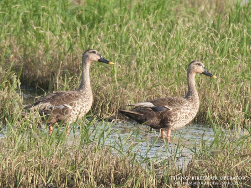 Birds of South East Asia