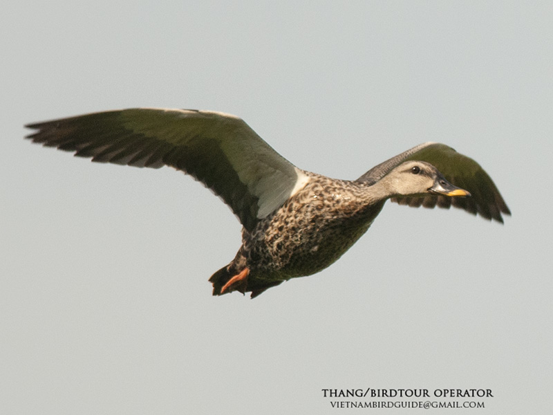 Birds of South East Asia