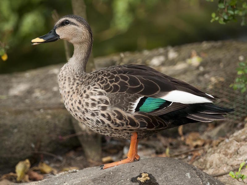 Birds of South East Asia