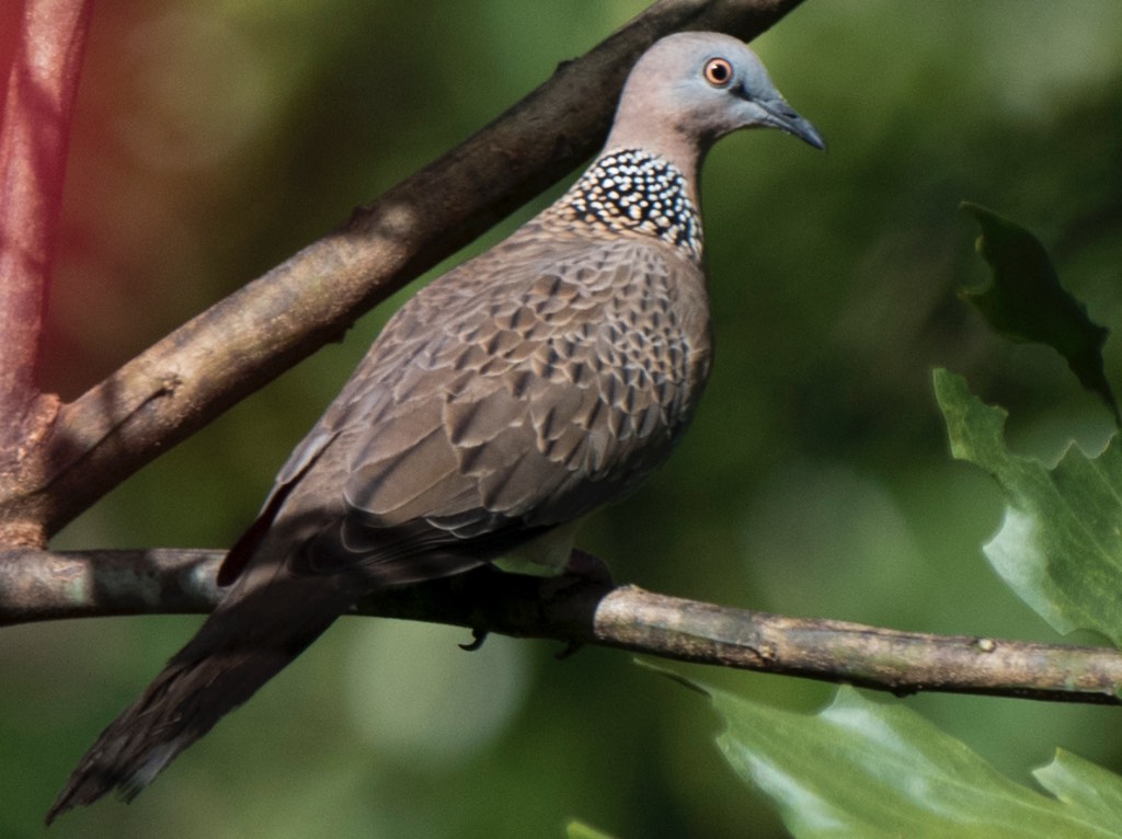 Birds of South East Asia