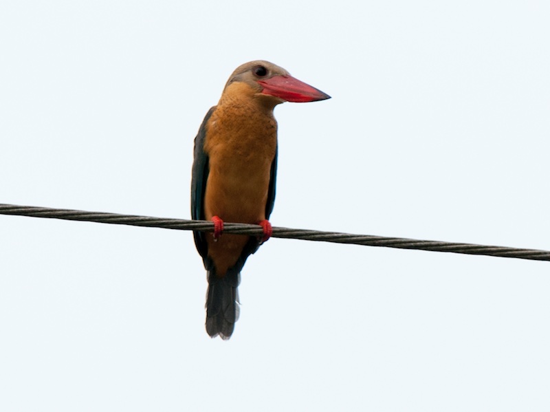 Pelargopsis capensis