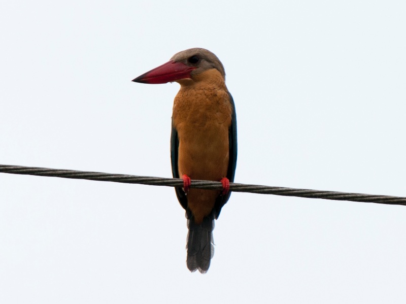 Birds of South East Asia