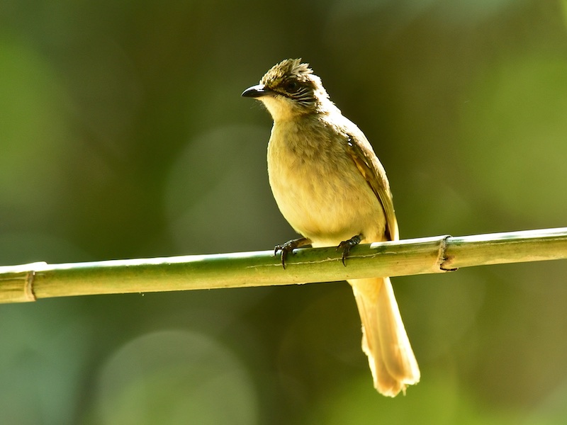 Birds of South East Asia