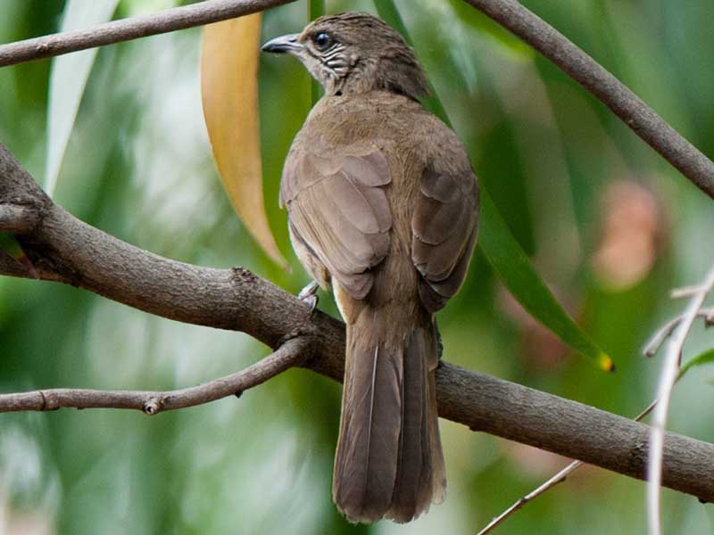Birds of South East Asia