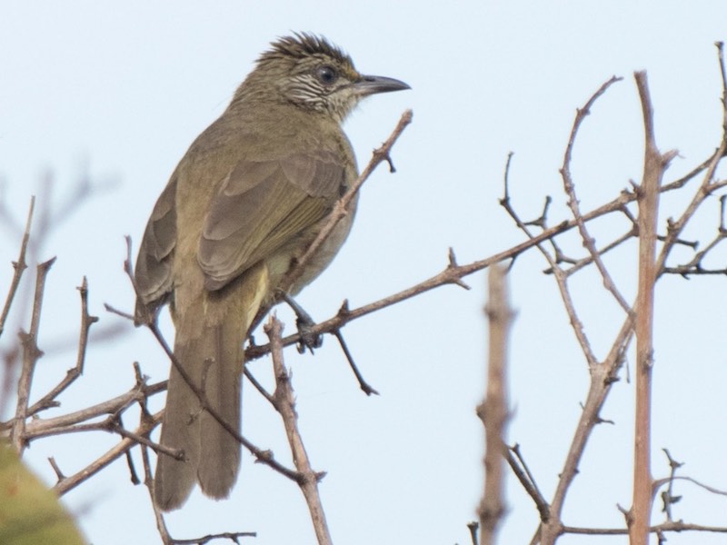 Birds of South East Asia
