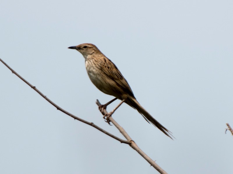 Birds of South East Asia