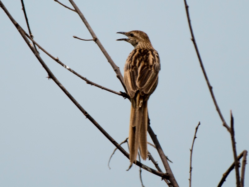 Birds of South East Asia