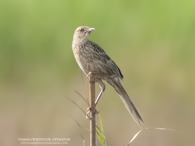 Birds of South East Asia