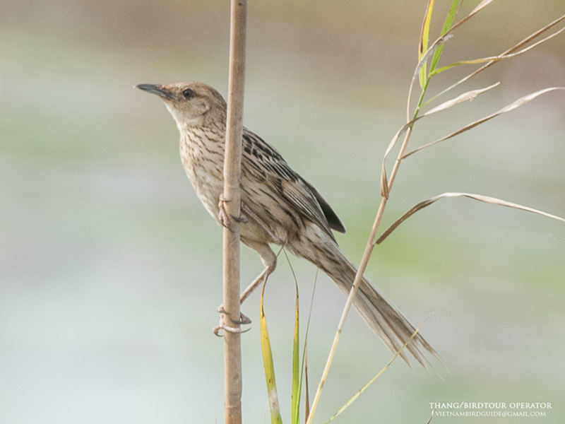 Birds of South East Asia