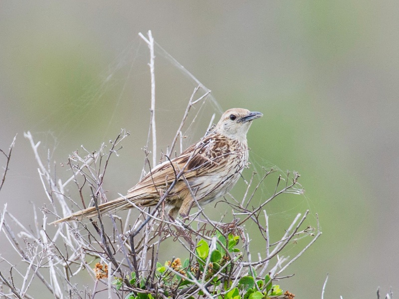 Birds of South East Asia