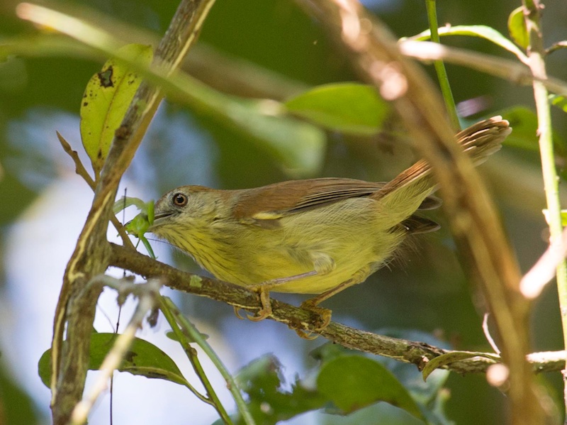 Birds of South East Asia