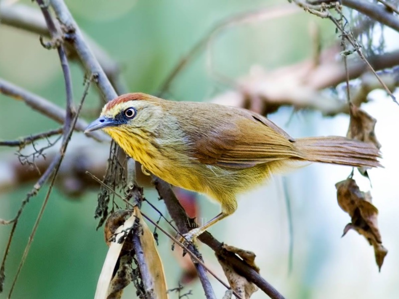 Birds of South East Asia