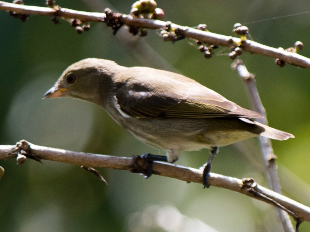 Birds of South East Asia