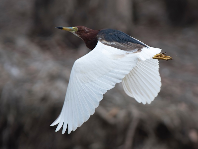 Birds of South East Asia