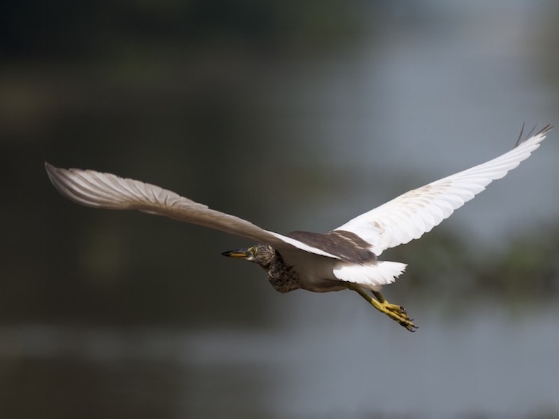 Birds of South East Asia