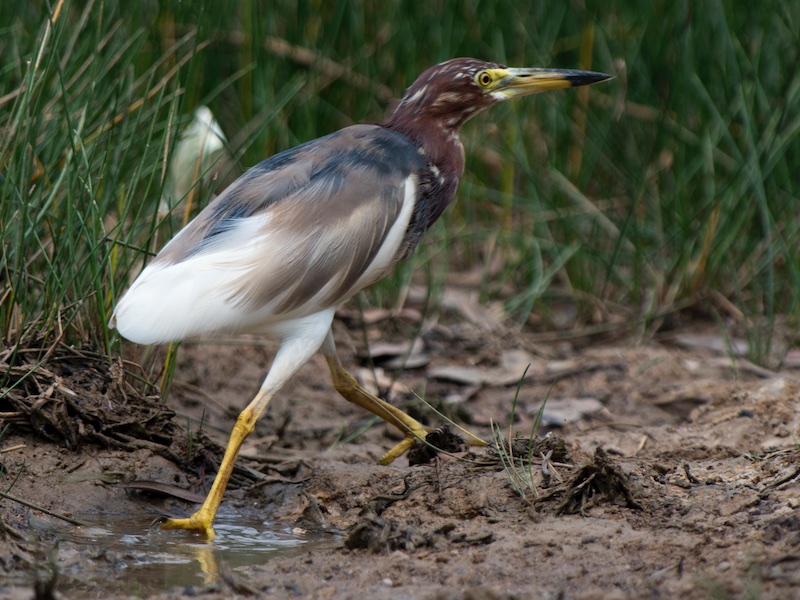 Birds of South East Asia