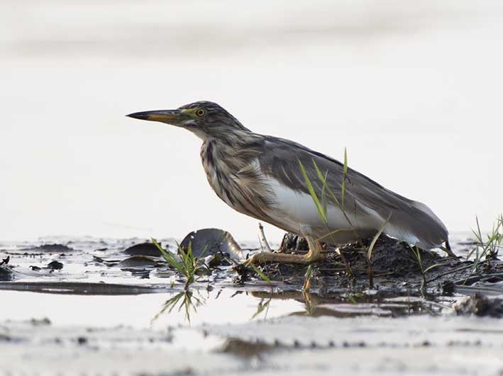 Birds of South East Asia
