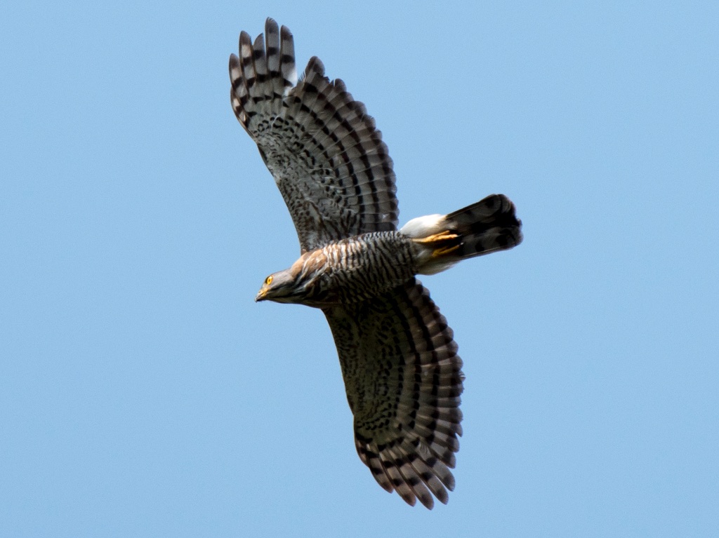 Birds of South East Asia