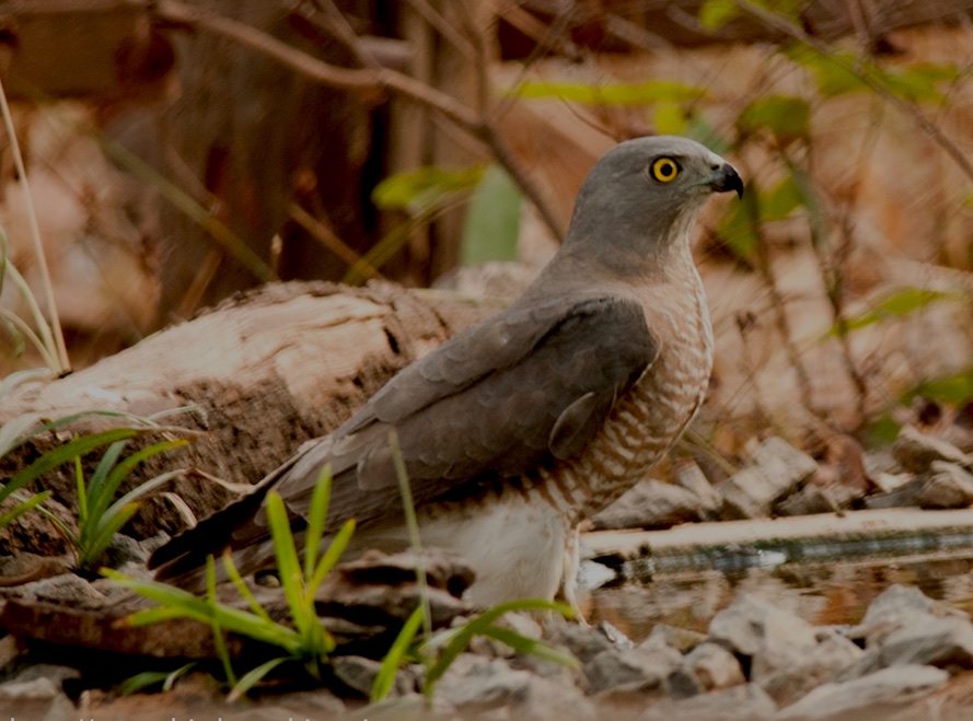 Birds of South East Asia