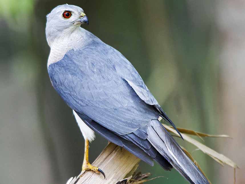 Birds of South East Asia