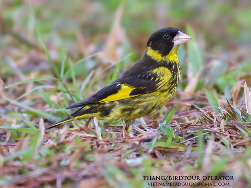 Birds of South East Asia
