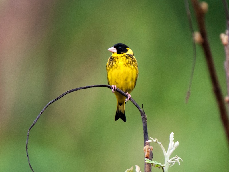 Birds of South East Asia